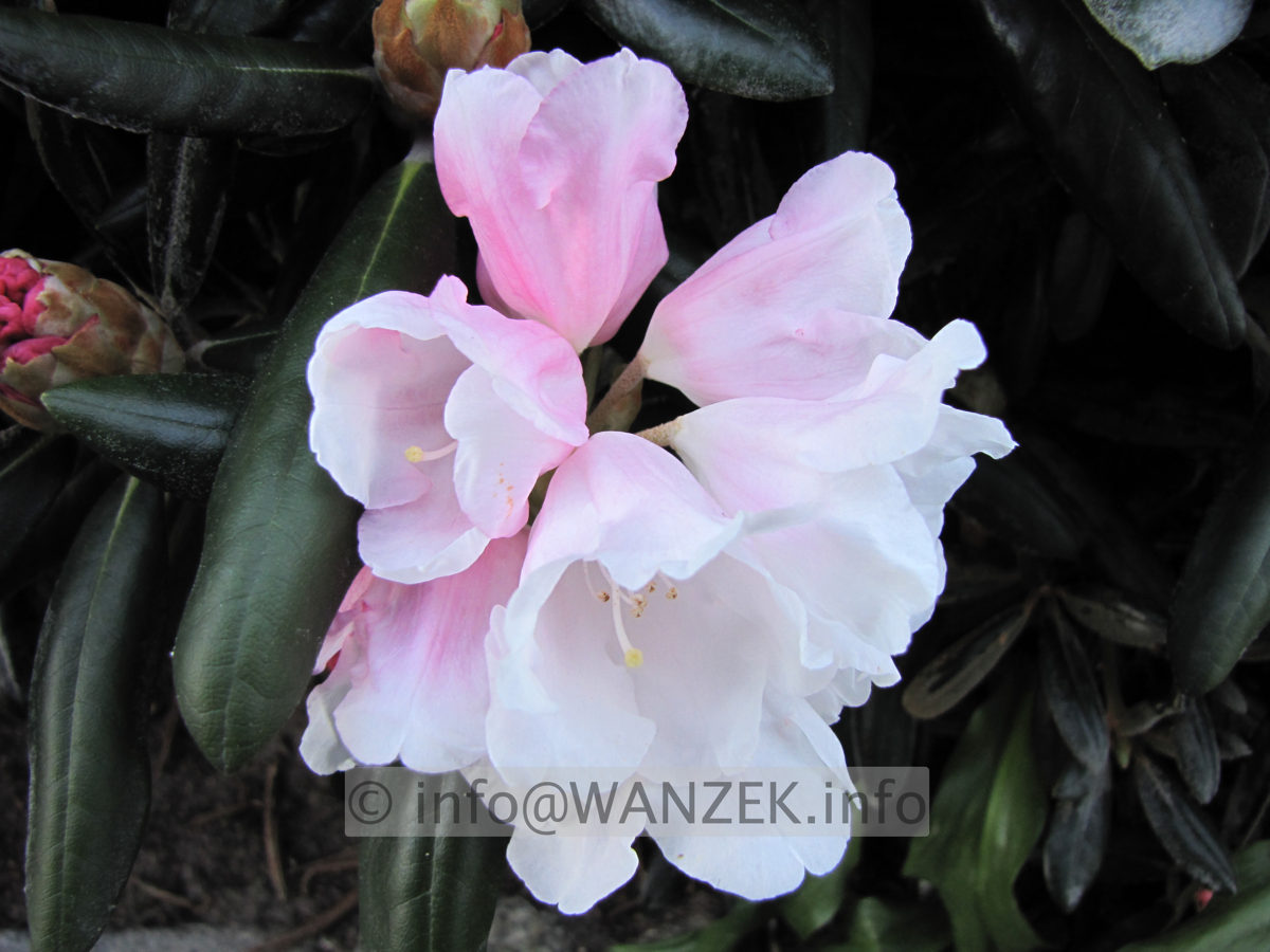 Rhododendron yakushimanum FCC 06 Bluetenmacro.JPG